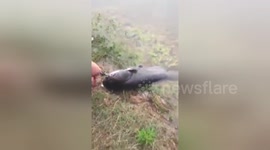 Newsflare Edit - 水库钓起1.5米长的野生鲶鱼