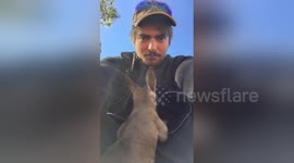 Newsflare Edit - Baby roo joey wants to get in the pouch!