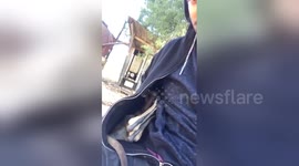 Newsflare Edit - Rescued baby kangaroo takes a nap in British man's hoodie