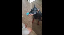 Dog uses fidget spinner