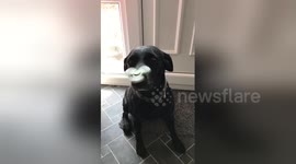 Newsflare Edit - Dogs do fidget spinners too!! #fidgetspinnerstricks