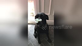 Dog loves her fidget spinner