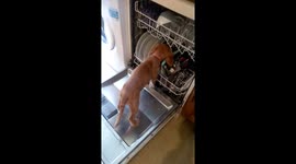 Lottie prewash, good job washed after though!