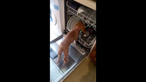 Lottie prewash, good job washed after though!