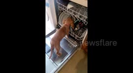 Newsflare Edit - Lottie prewash, good job washed after though!