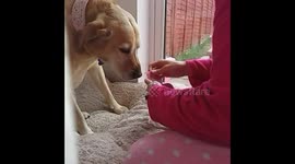 Changing dog bandage
