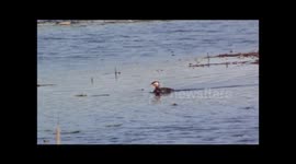 Red-necked grebes in summer breeding lake