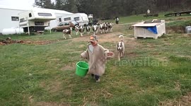 My favorite little sheep herder