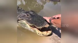 Huge Alligator and Fidget Spinner
