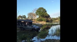 Lion brothers survive - across the river from each other
