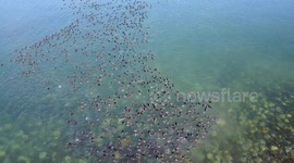 Scoders Haines Alaska