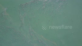 Aerial view of scoders feeding