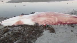 Beached Minke whale in Grandview Nature Preserve, Virginia
