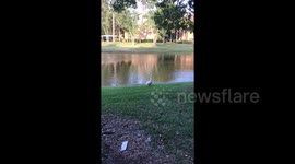 Aggressive swan attacks woman