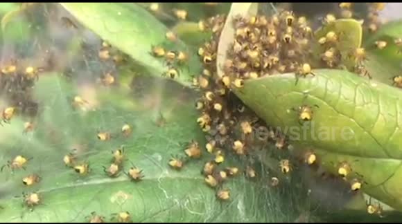 Newsflare Hundreds Of Baby Spiders Hatch In A Uk Garden