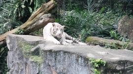 White Tiger cleaning itself