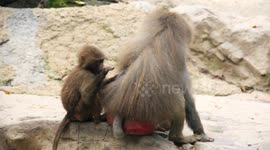 Hamadryas Mum and Baby Baboons playing around