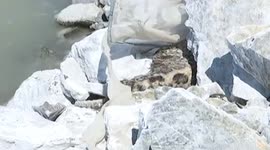 Police officers rescue injured snow leopard trapped on rocks