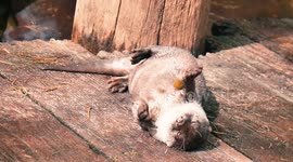 Sunbathing otter uses rock as 'fidget spinner'