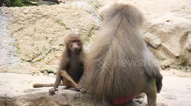 Hamadryas Baby Baboons playing 
