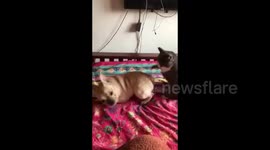 Cross cat gives bulldog a 'telling off'