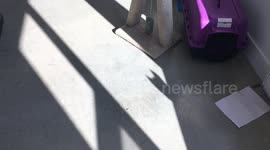 Bengal Cuties: is that…. Batman?