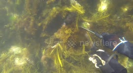 Maori Octopus Found on Reef