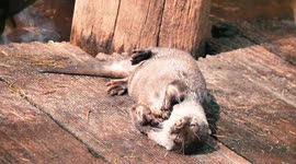 Newsflare Edit - Sunbathing otter uses rock as 'fidget spinner'