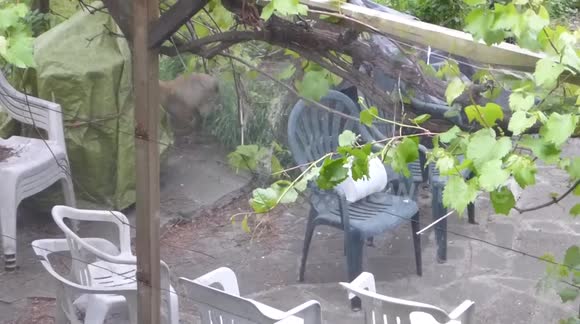 Fox cub and parent in London, May 2017