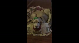 Dog balancing fidget spinner on head