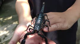  Handling a massive venomous scorpion without getting stung