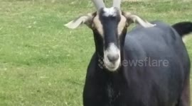 When Goats Attack