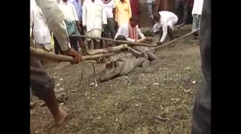 Crocodile which wandered into religious temple was ejected by villagers