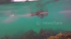 AWESOME: Underwater Footage of Squid Attacking Lure