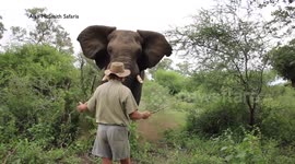 Alan McSmith elephant encounter1
