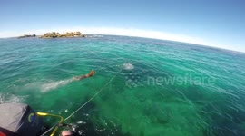 Dog jumps off boat to play with wild seal