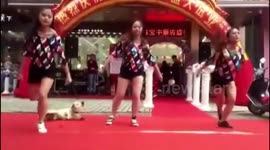 广东梅州：可爱狗狗 完美抢镜