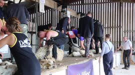 Devon County Show 2017 - Sheep Shearing