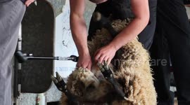 Devon County Show 2017 - Highlights 2017