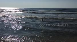 Little dog takes on waves to collect toy