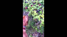 Dog likes picking blackberries