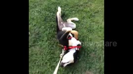 Lazy dog learns how to walk