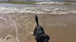 Litttle Dog races against big dog