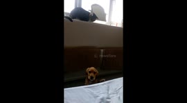 Good morning I'm your wake up call!