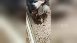 Newsflare Edit - Kittens playing 