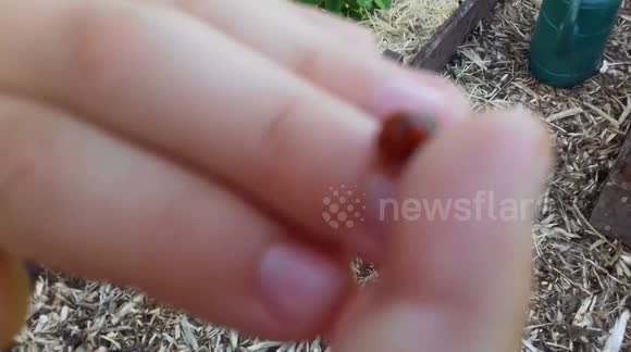 Ladybird carrying another Ladybird