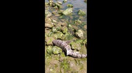 Man saves beached leopard shark