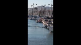 A lost juvenile humpback whale in Ventura Harbor, California