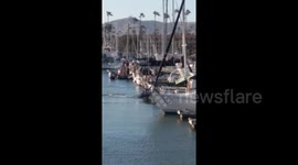Newsflare Edit - A lost juvenile humpback whale in Ventura Harbor, California