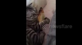 Cat uses toy fish to comfort himself after waking up from a dream